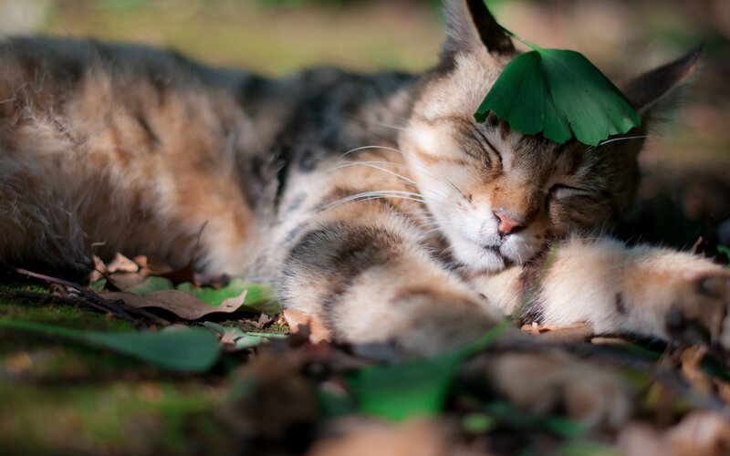 Cat sleeping with leaf on head