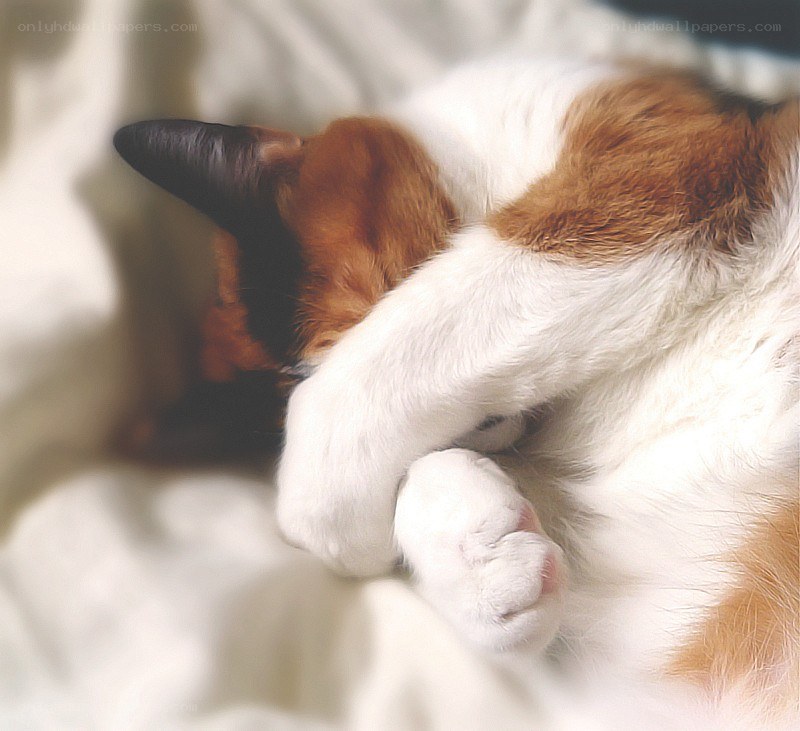 Cat sleeping with paw over face