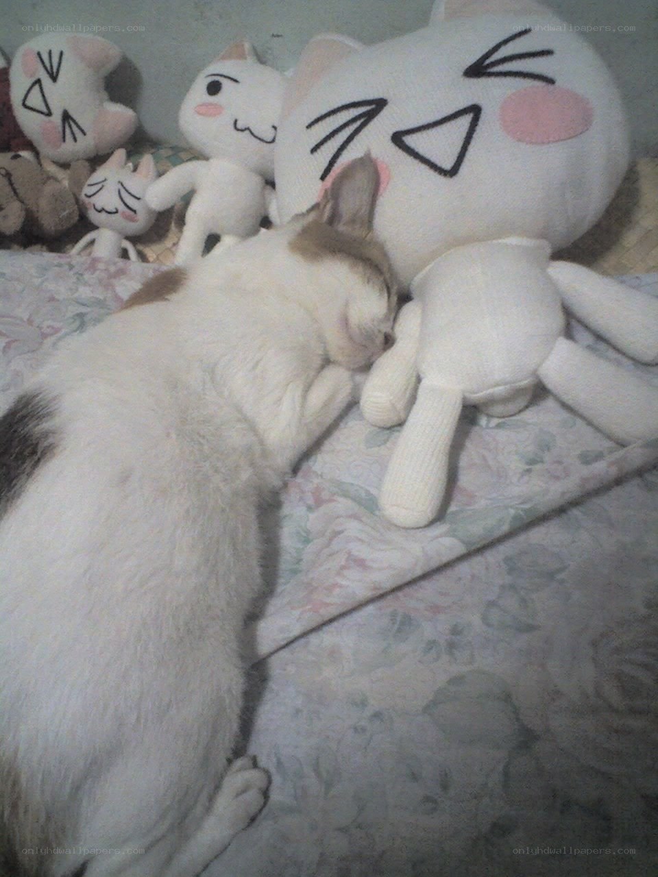 Cat sleeping with plush toys