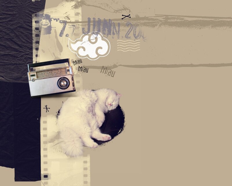 cat sleeping with radio