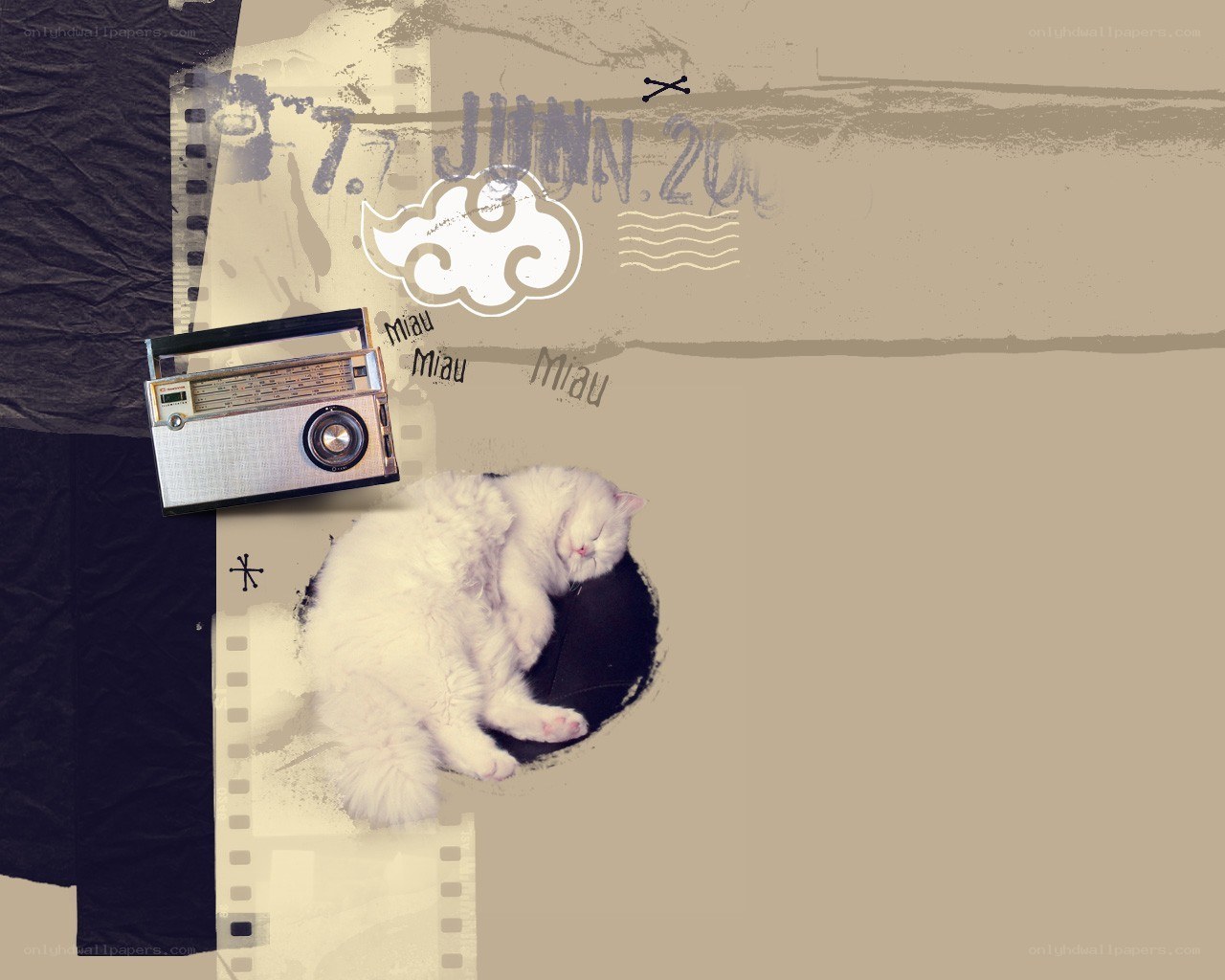 cat sleeping with radio