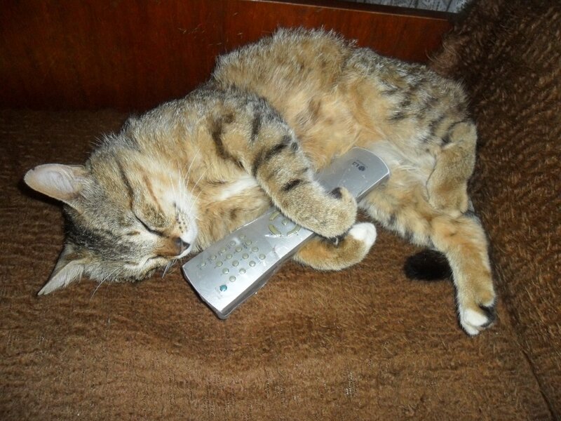Cat sleeping with remote