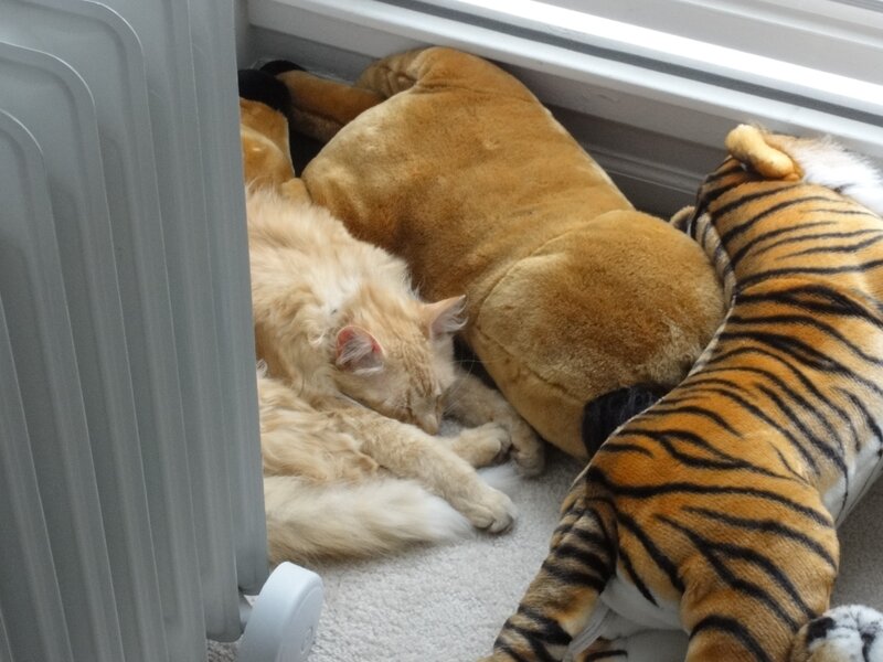 Cat sleeping with stuffed animals