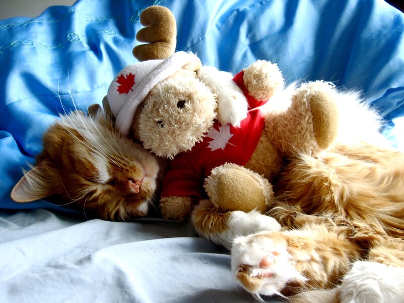 Cat sleeping with stuffed moose