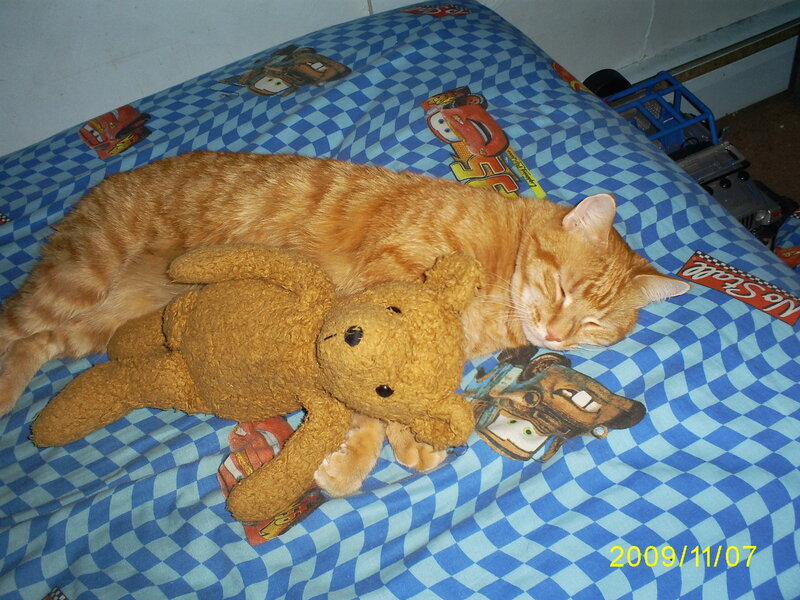 Cat sleeping with teddy bear