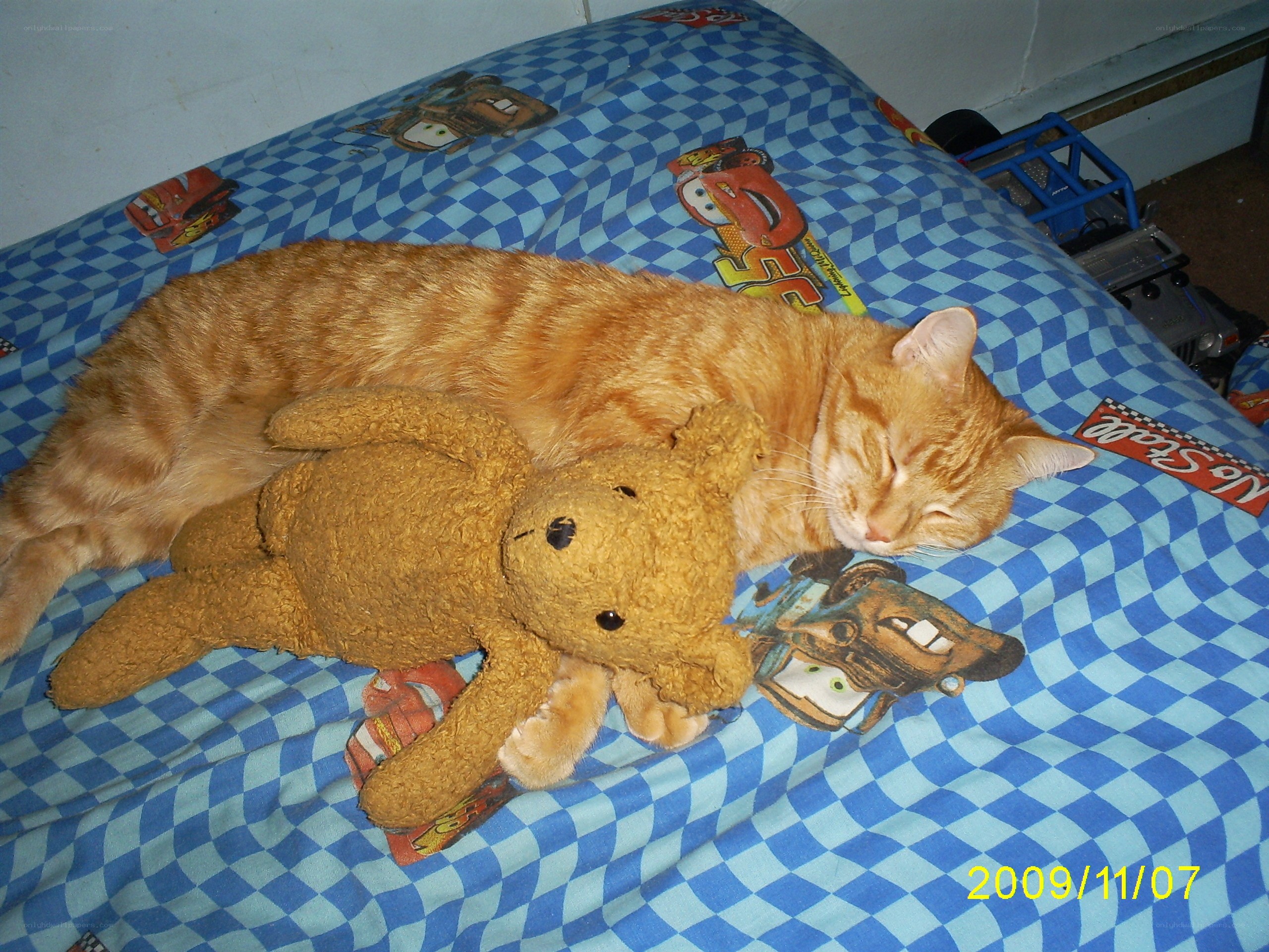 Cat sleeping with teddy bear