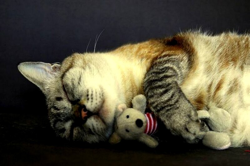 Cat sleeping with toy