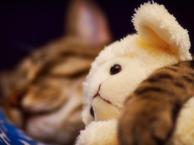 Cat Sleeping with Toy — Brown