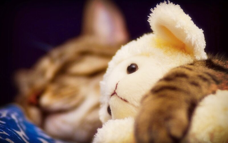 Cat Sleeping with Toy — White