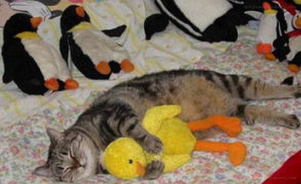Cat sleeping with toys
