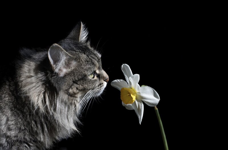 cat smelling a daffodil