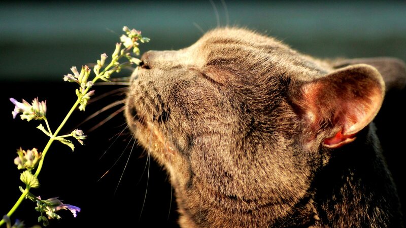 cat smelling a flower