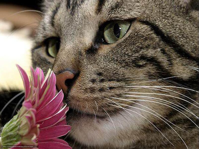 cat smelling a pink flower