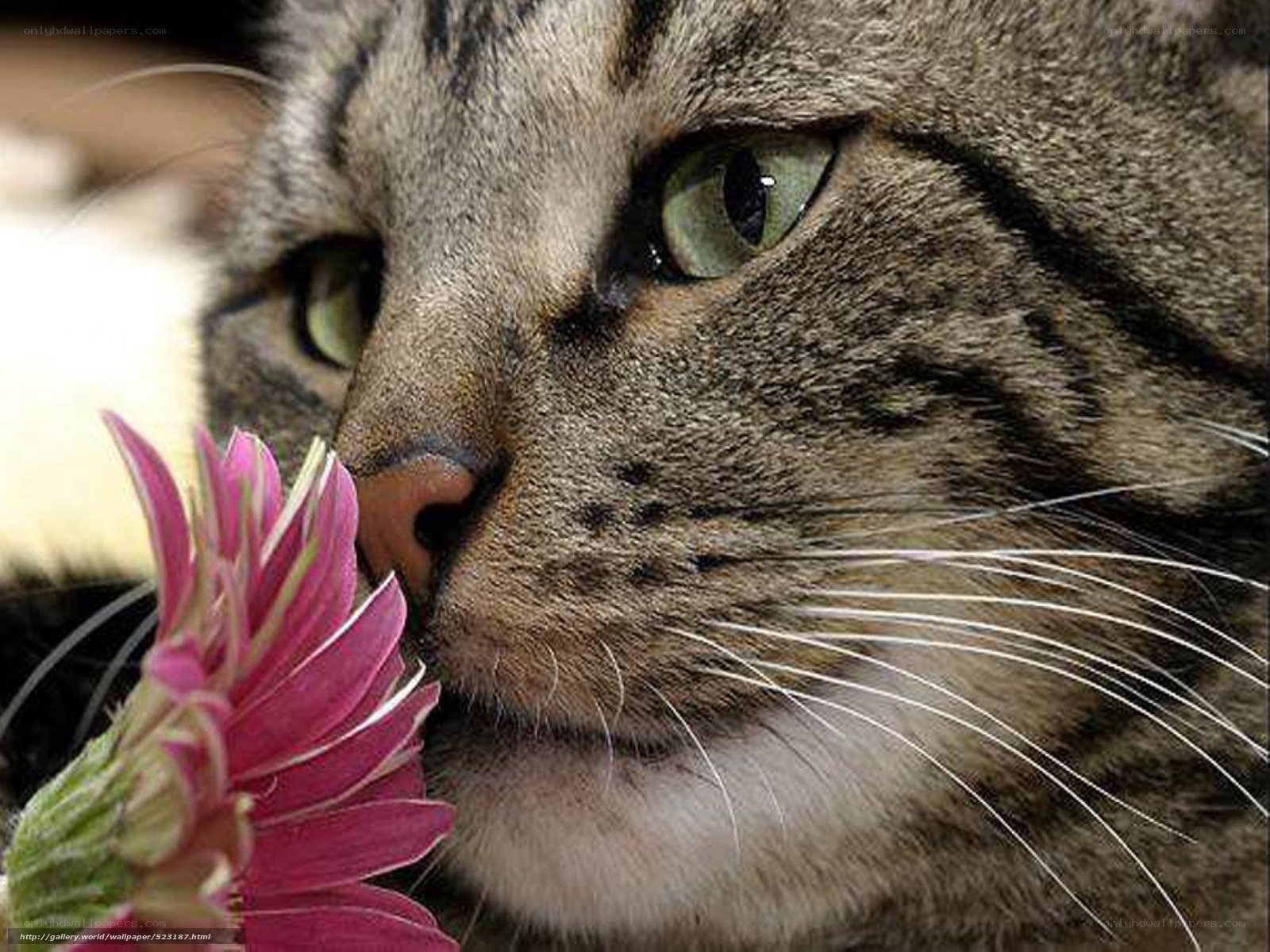 cat smelling a pink flower