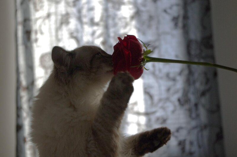 cat smelling a red rose