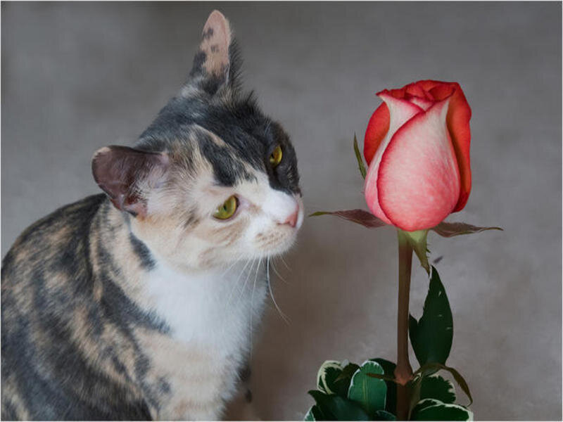cat smelling a rose