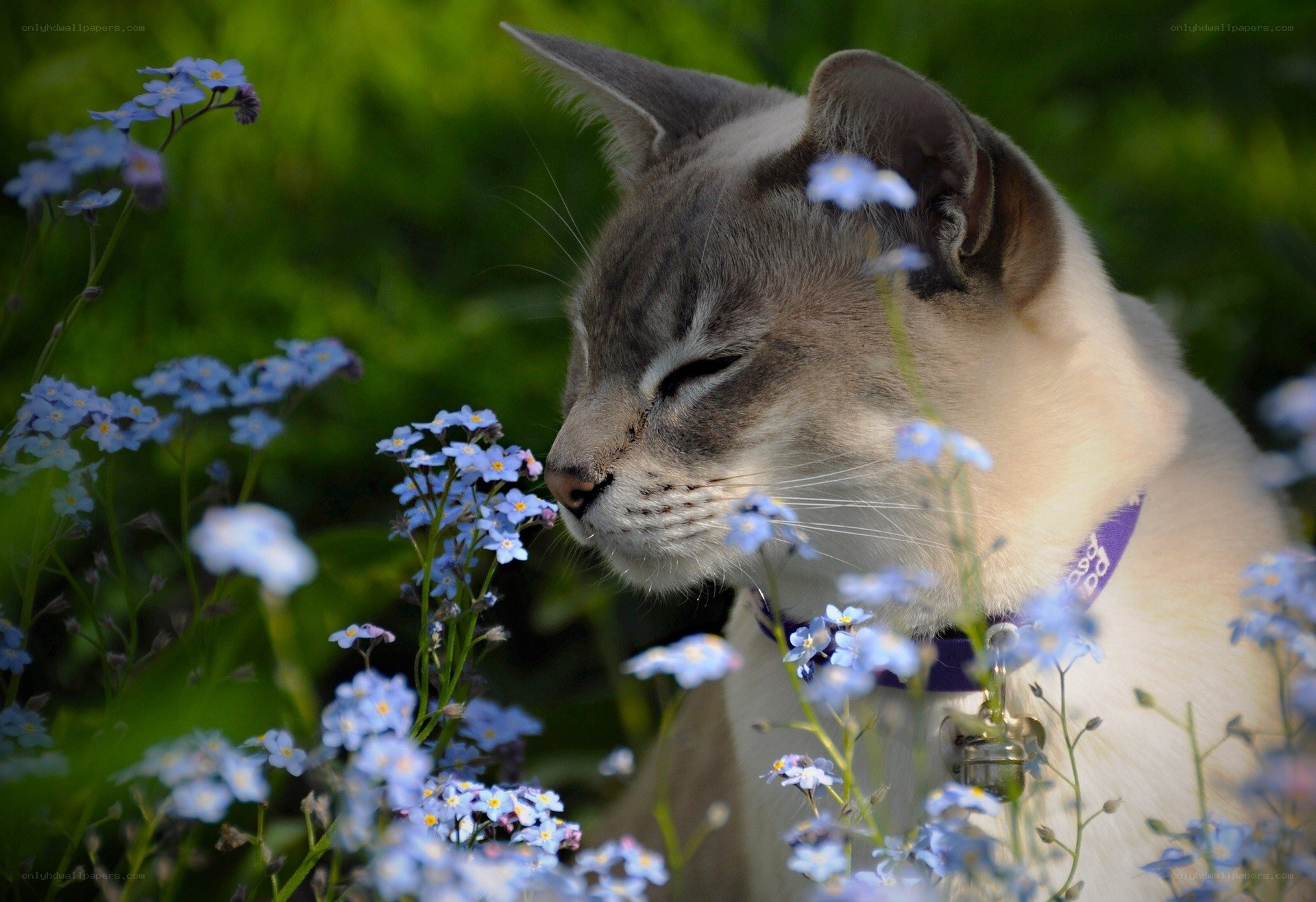 cat smelling blue flowers