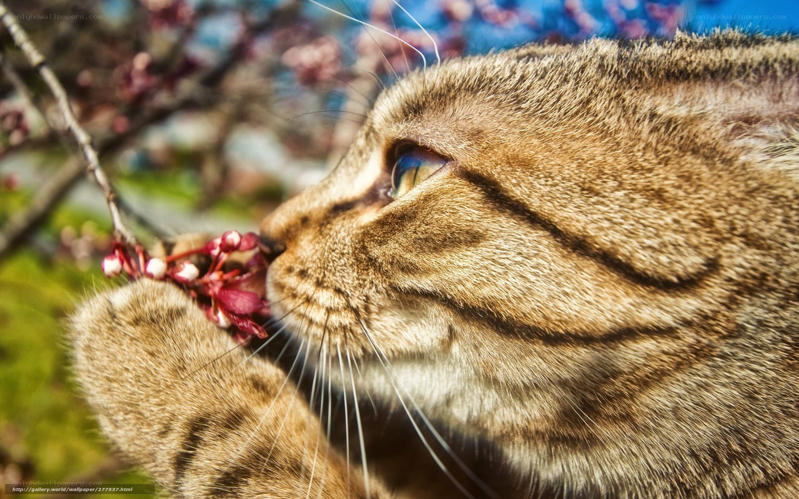 cat smelling cherry blossoms