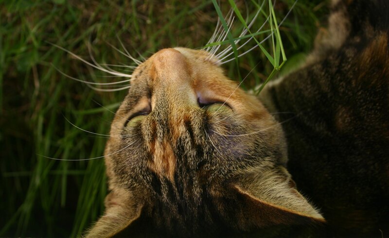 cat smelling grass