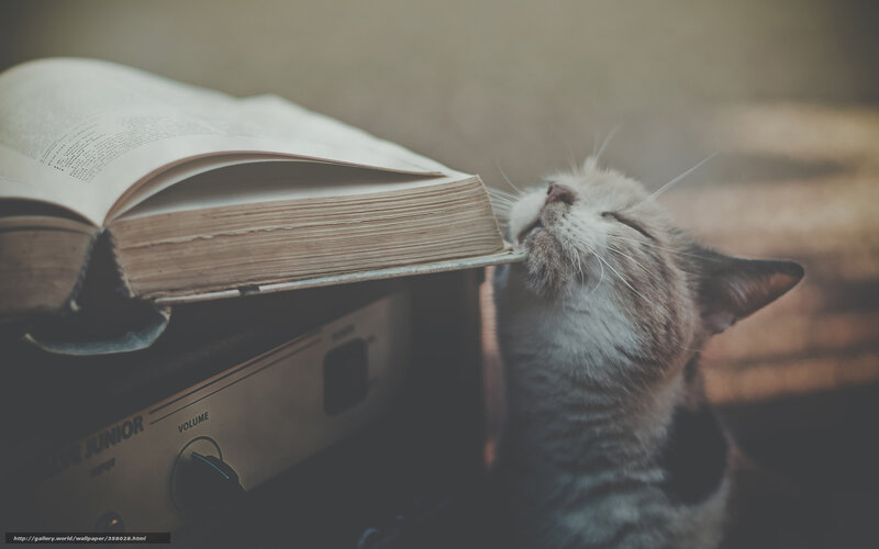 cat sniffing a book