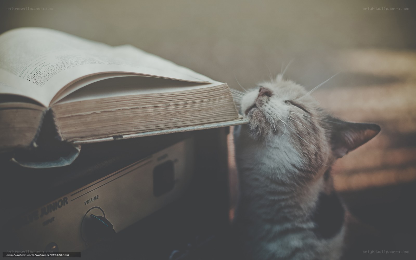 cat sniffing a book