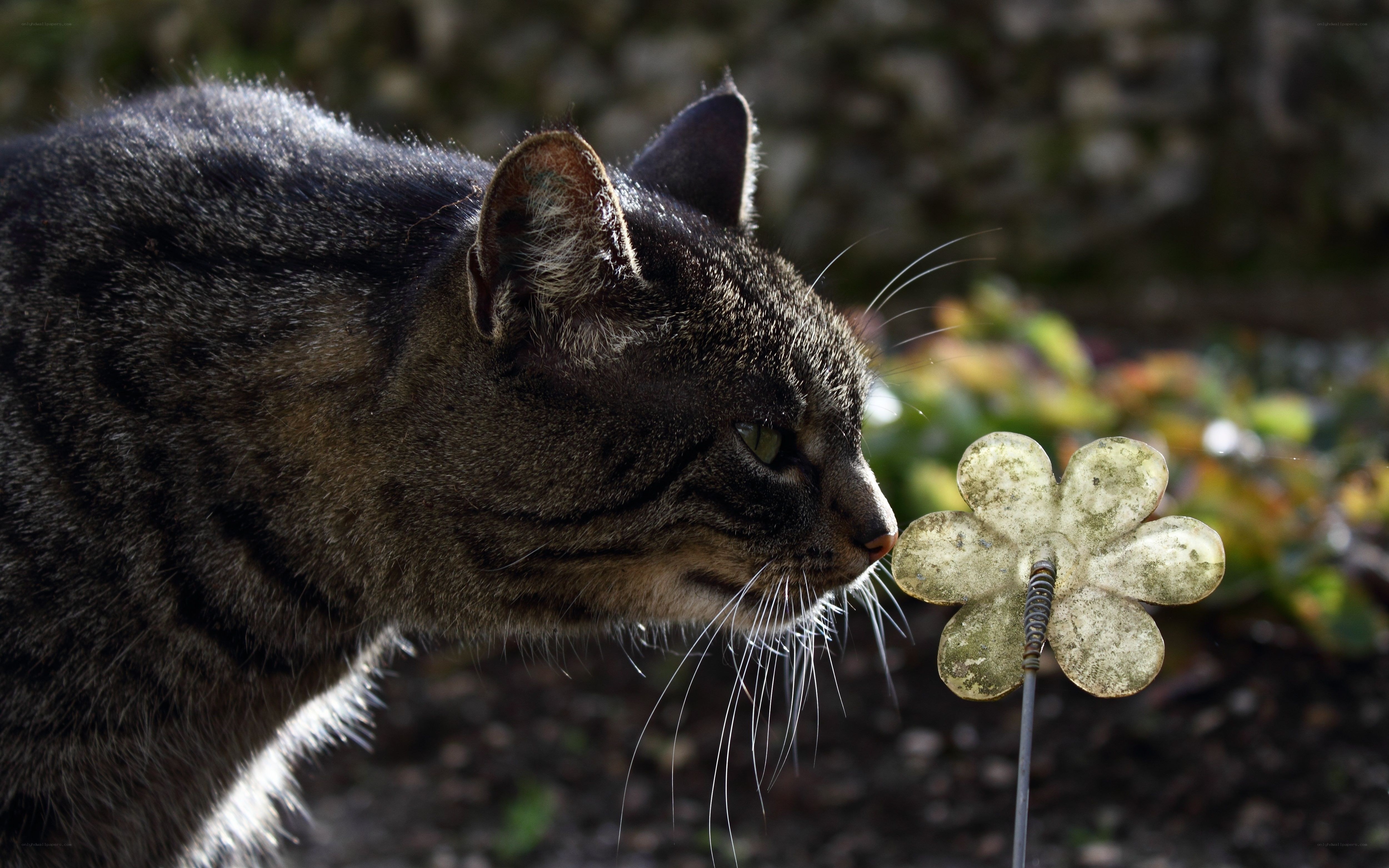 cat sniffing a flower