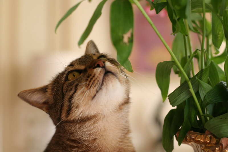 cat sniffing a plant