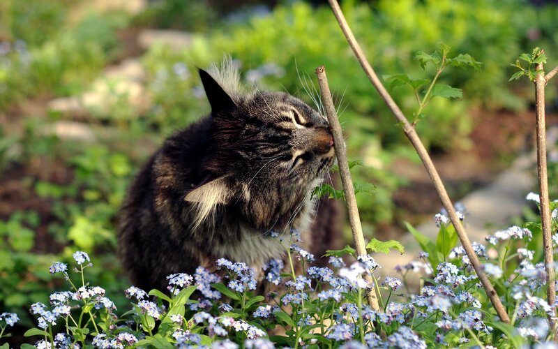 Cat sniffing a stick in a garden
