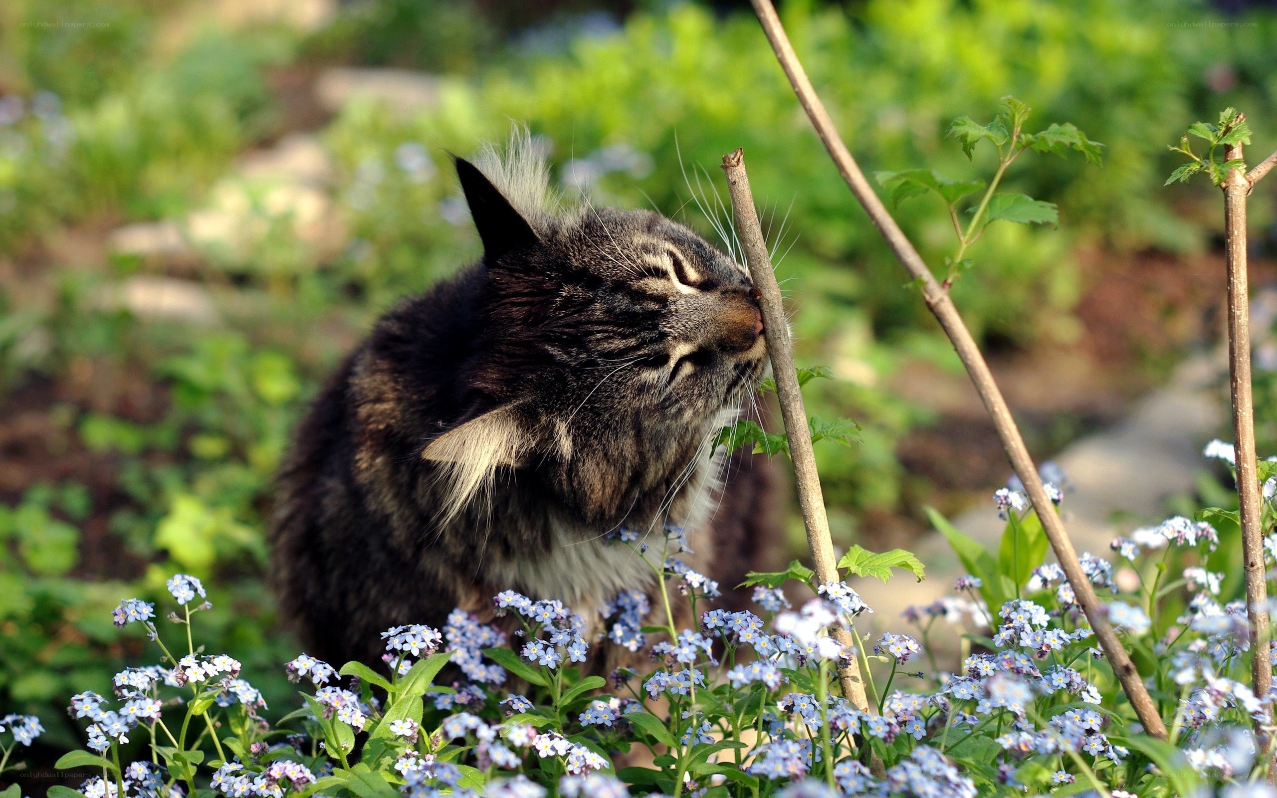 Cat sniffing a stick in a garden