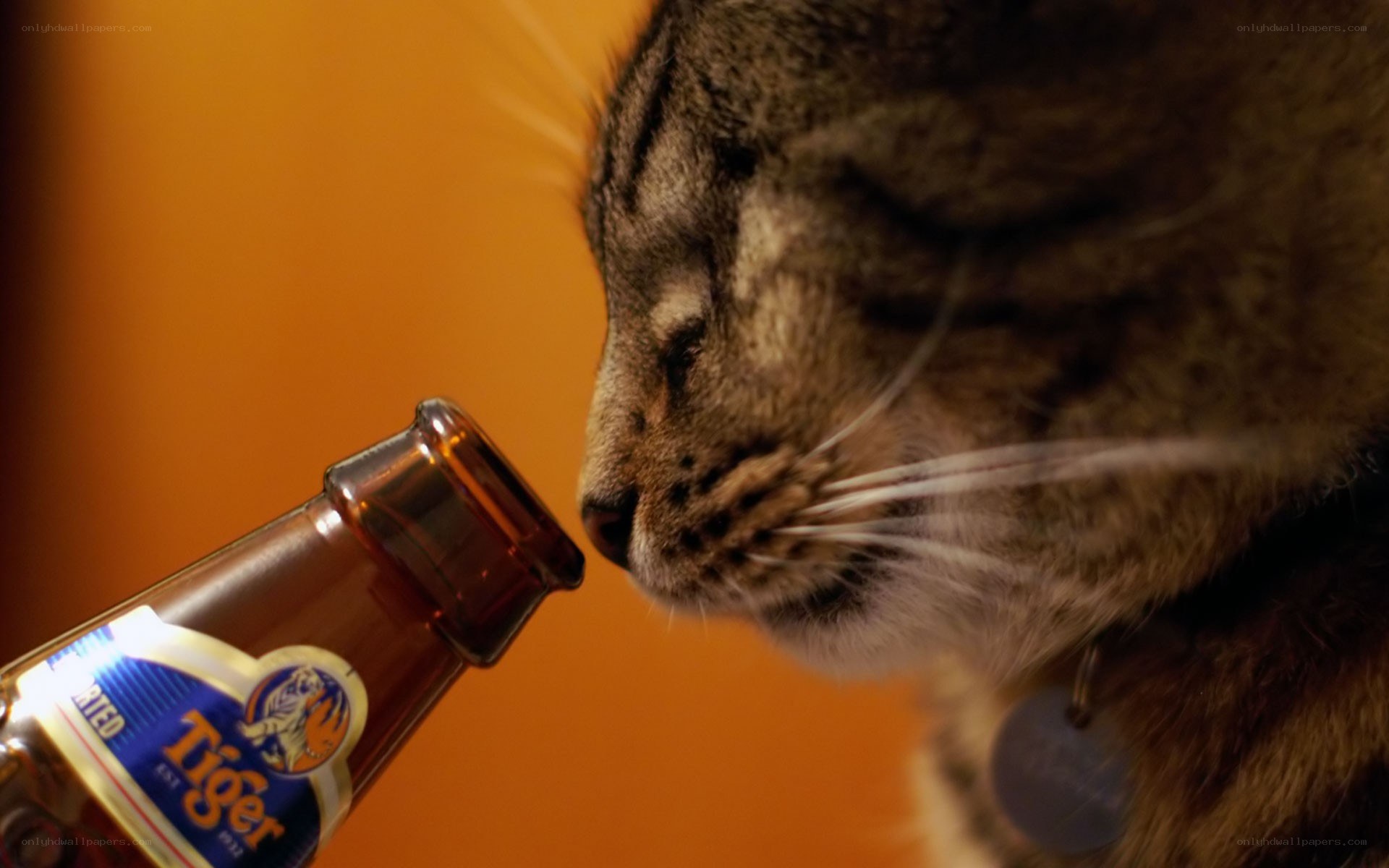 cat sniffing beer bottle