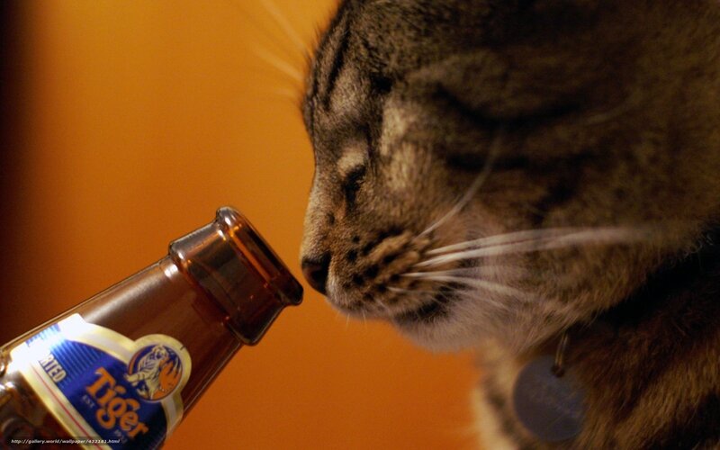 cat sniffing beer bottle