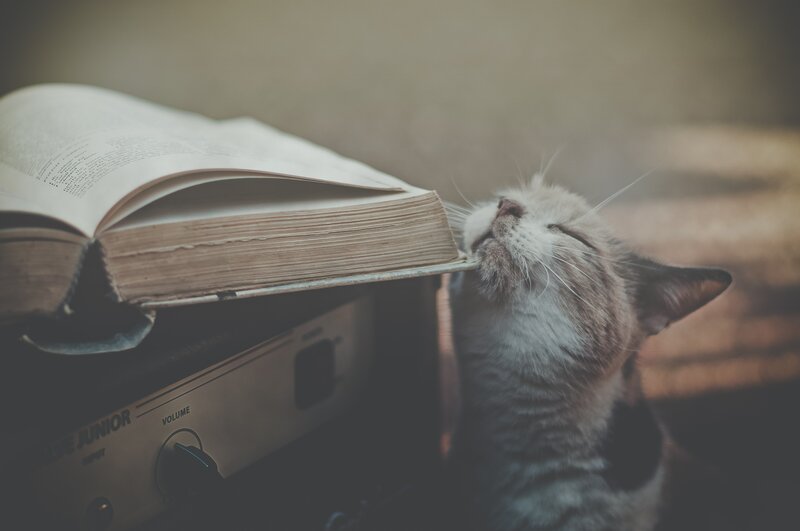 Cat Sniffing Book — Brown, Calm