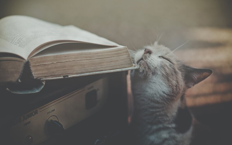 Cat Sniffing Book — Brown