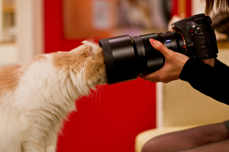 Cat Sniffing Camera Lens