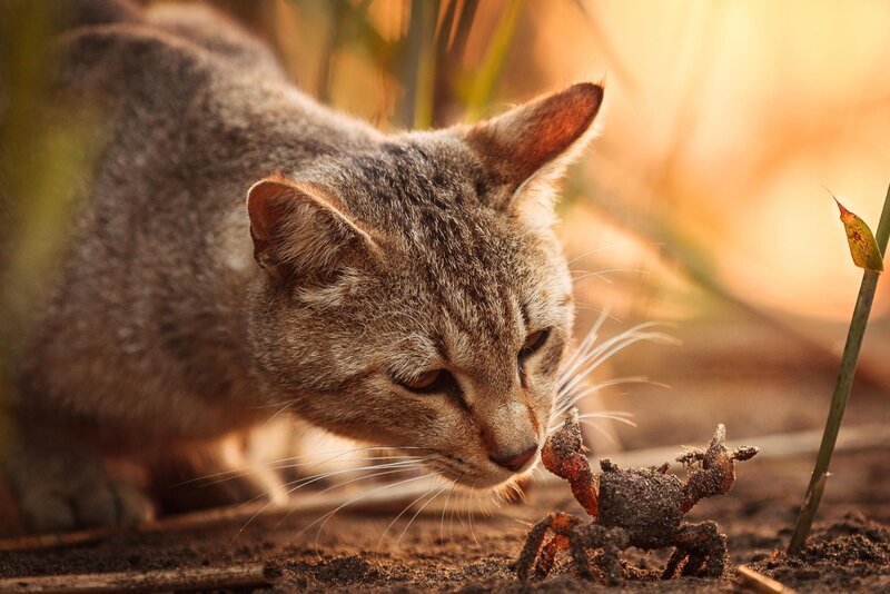 Cat Sniffing Crab
