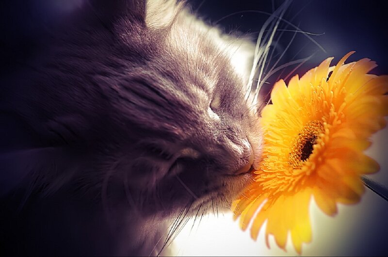 Cat Sniffing Flower — Yellow