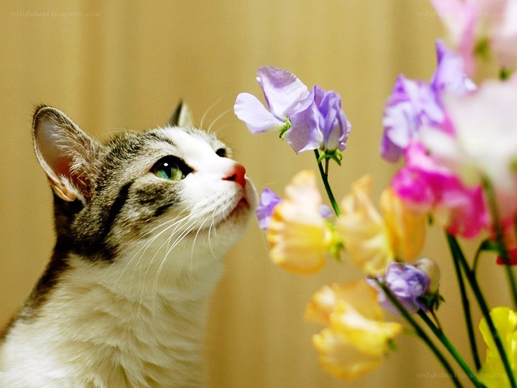 cat sniffing flowers