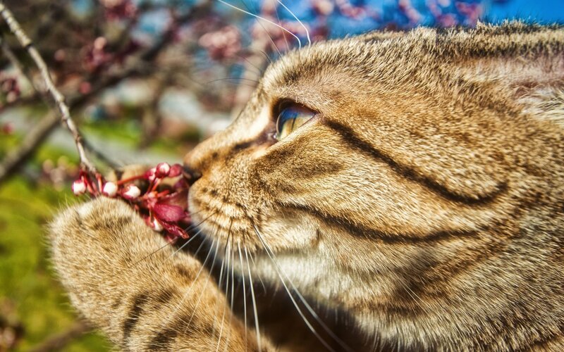 cat sniffing flowers