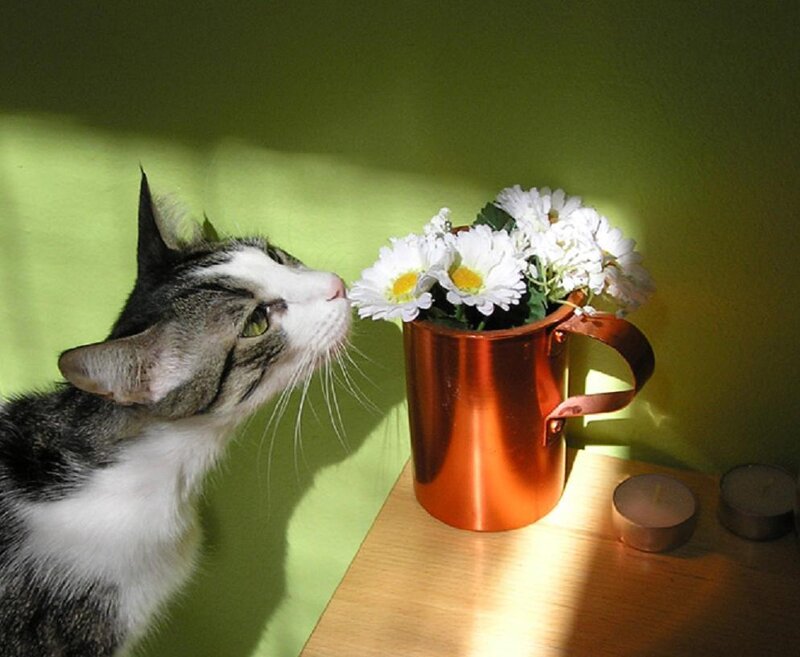 cat sniffing flowers
