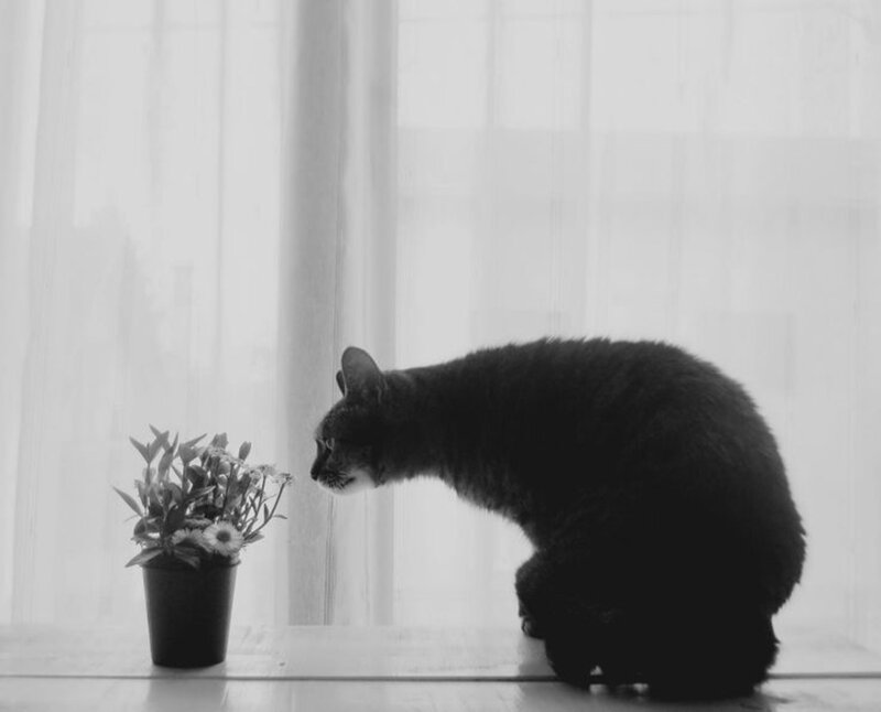 Cat Sniffing Flowers — Black