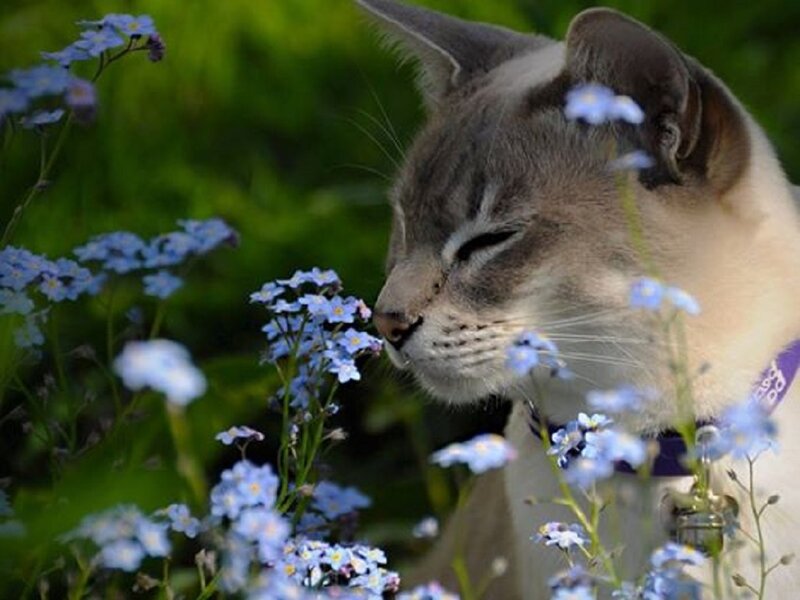 Cat Sniffing Flowers — Blue, Calm