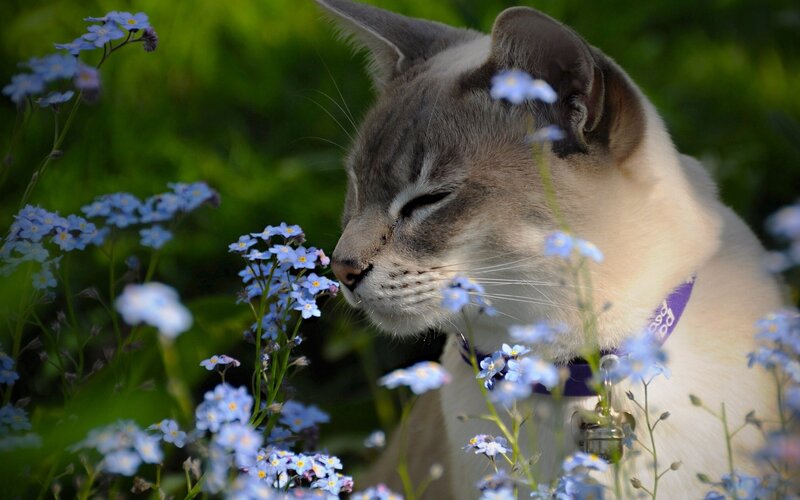 Cat Sniffing Flowers — Blue, Serene, Afternoon