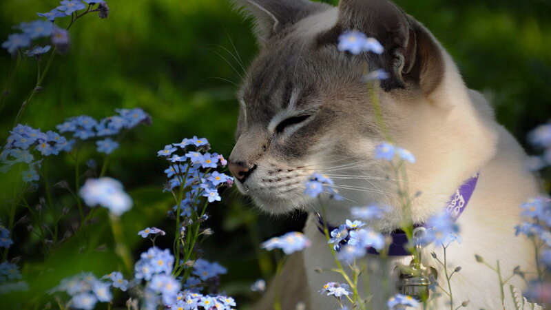 Cat Sniffing Flowers — Blue, Serene