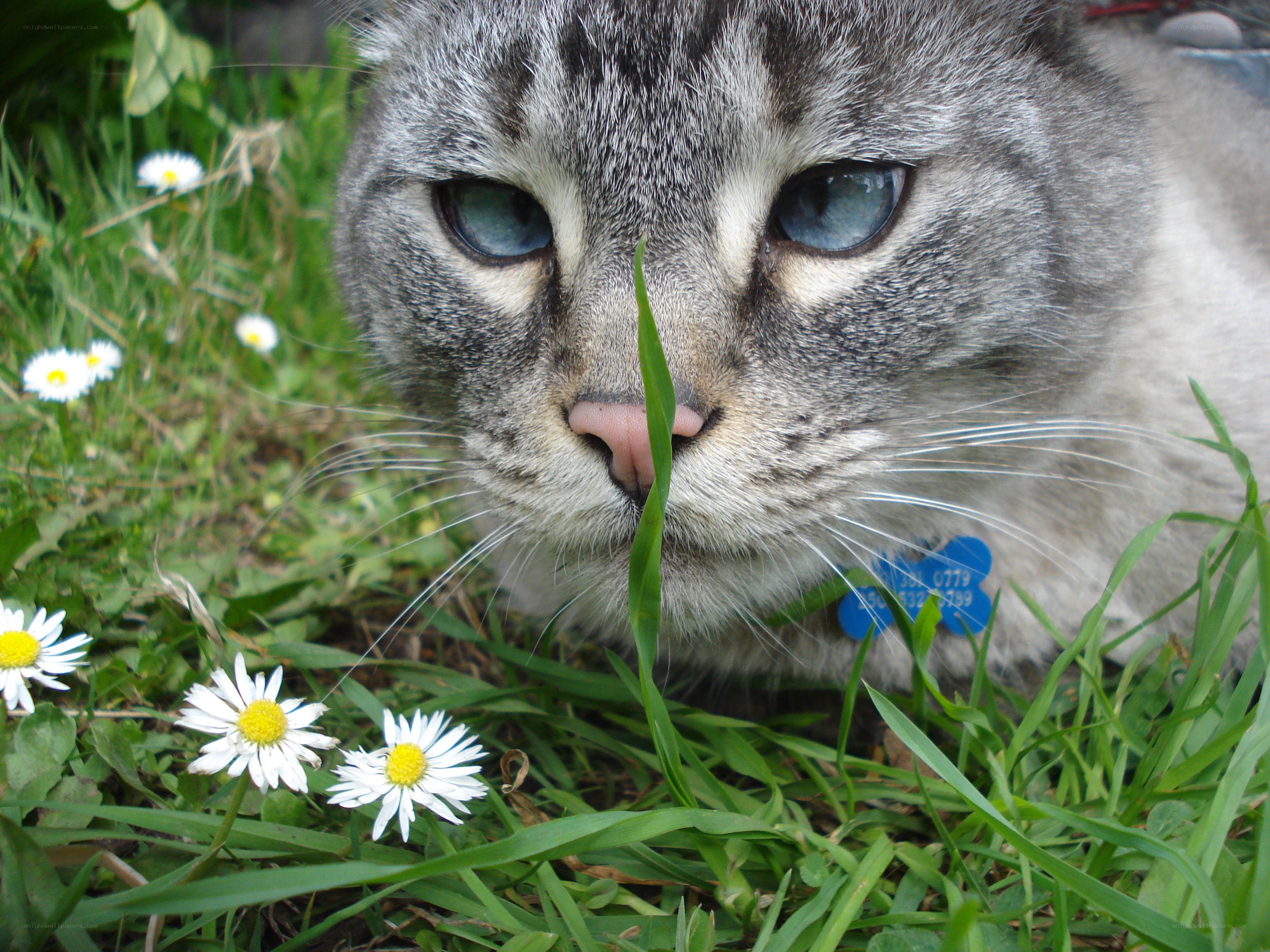cat sniffing grass and daisies