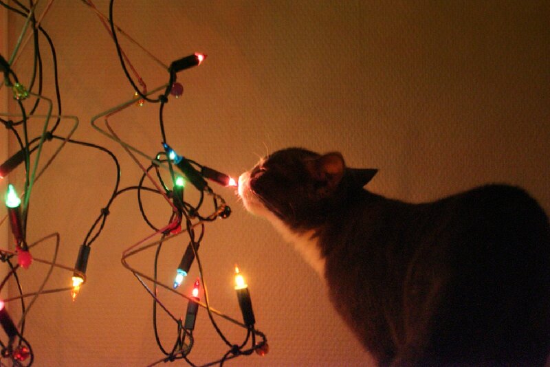 Cat Sniffing Lights