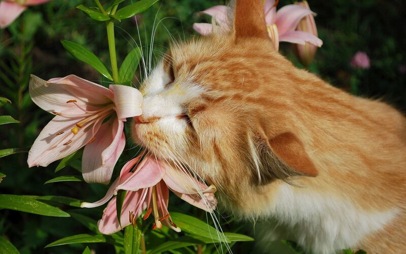 cat sniffing pink lily