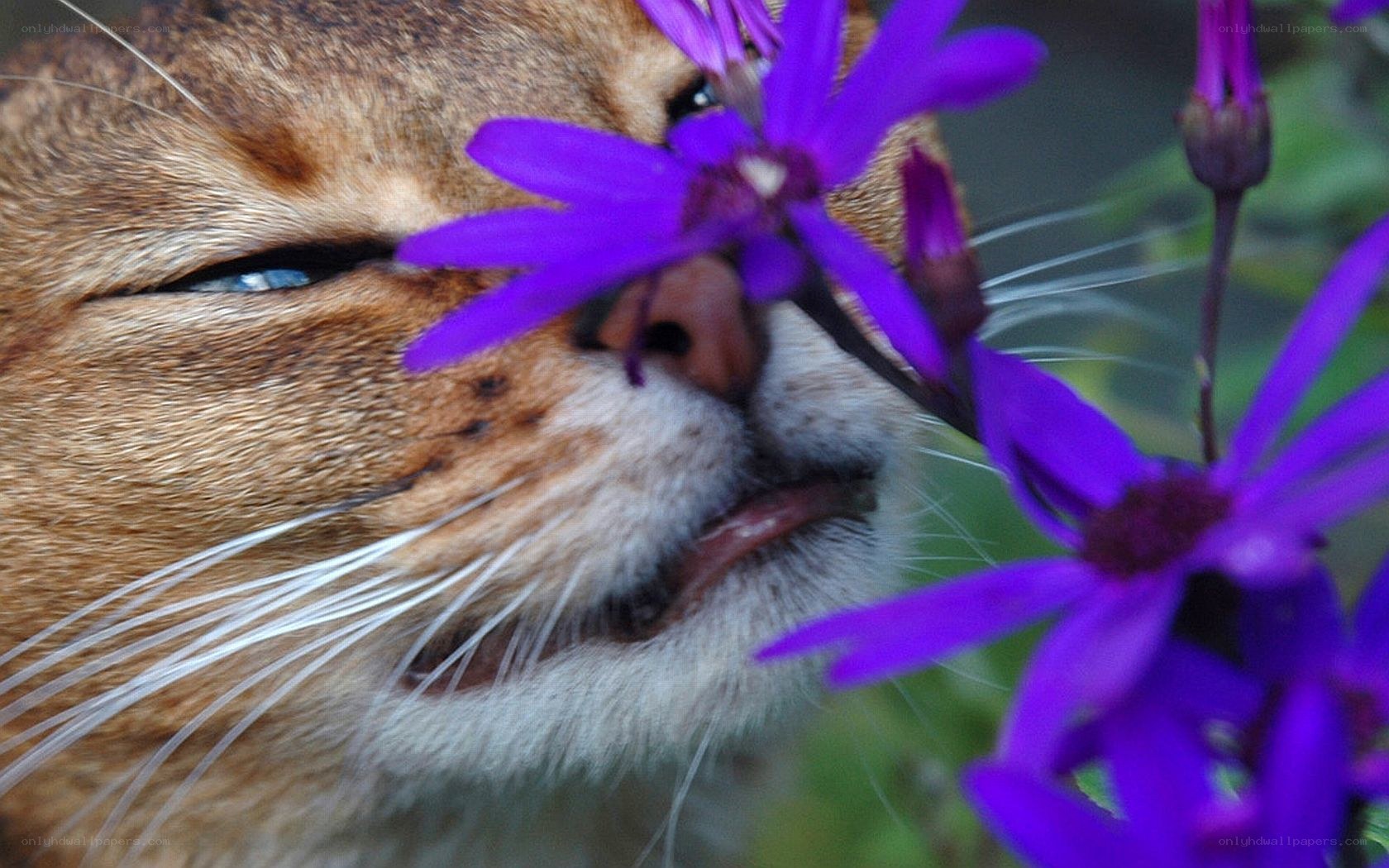 cat sniffing purple flowers