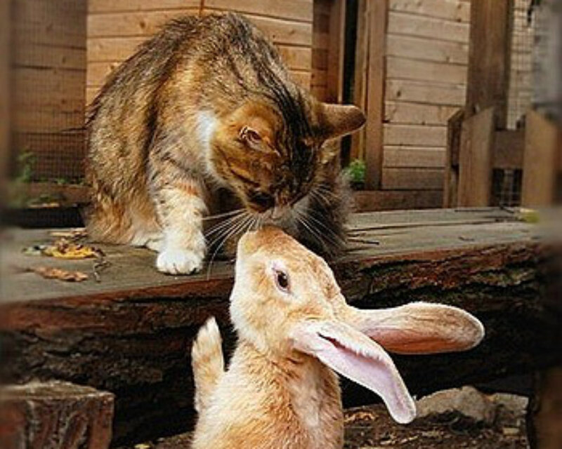 Cat Sniffing Rabbit