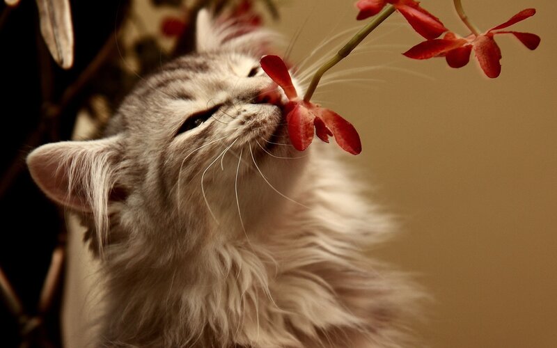 cat sniffing red flower