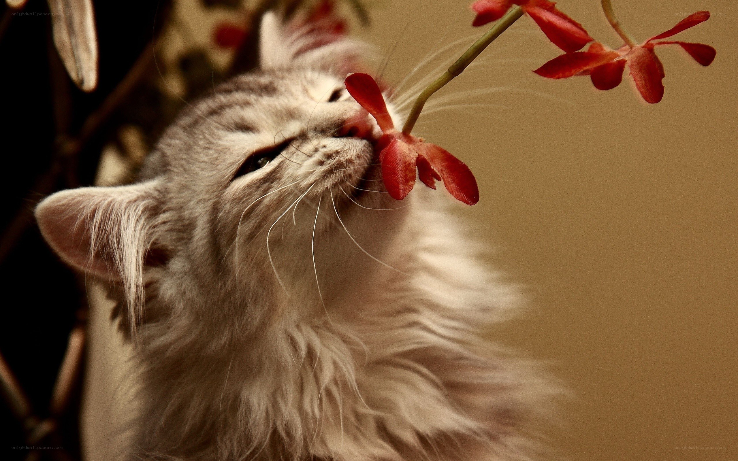 cat sniffing red flower